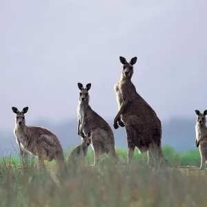 Eastern Grey Kangaroos (Macropus giganteus) Wilsons Promontory National Park, Australia