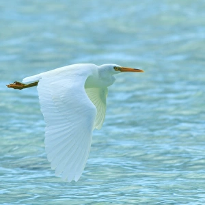 Eastern Reef Egret flying at Heron Island