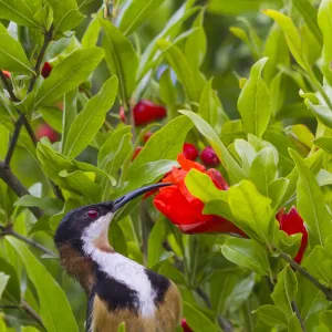 Eastern Spinebill drinking nectar from pomegranate flower