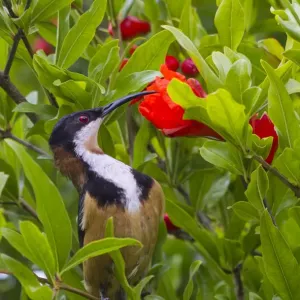 Eastern Spinebill drinking nectar from pomegranate flower Eastern Spinebill drinking nectar from pomegranate flower