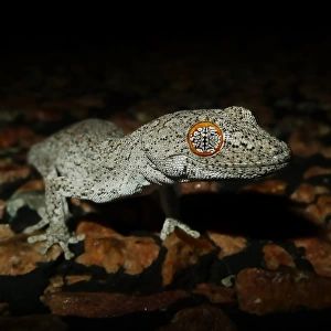 Eastern spiny-tailed gecko (Strophurus williamsii)