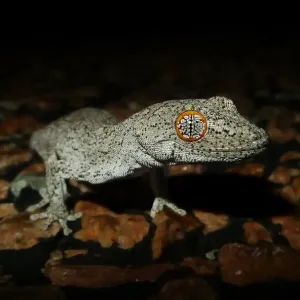 Gecko à queue épineuse de l'est (Strophurus williamsii)