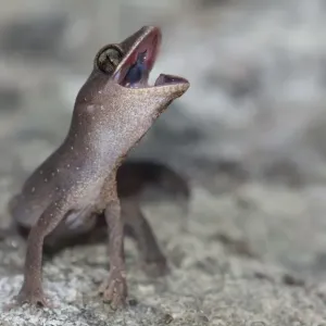 Gecko de pierre d'Orient