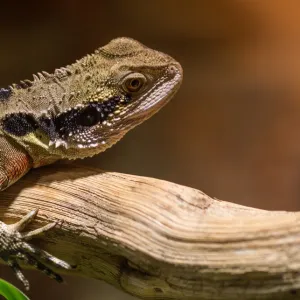 Eastern water dragon