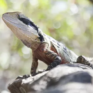 Eastern Water Dragon