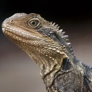 Eastern water dragon