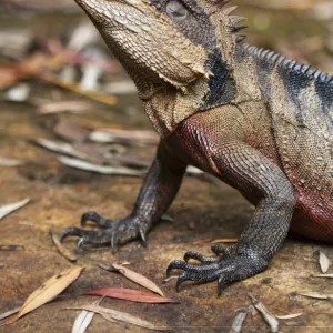 Eastern Water Dragon (Physignathus lesueurii)