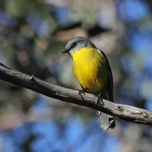 Eastern Yellow Robin