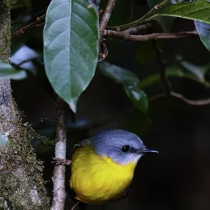 Eastern Yellow Robin (Eopsaltria australis) in Lamington National Park