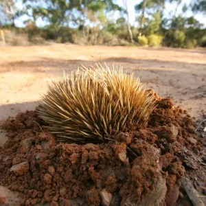 Echidina