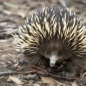 Echidna Echidna