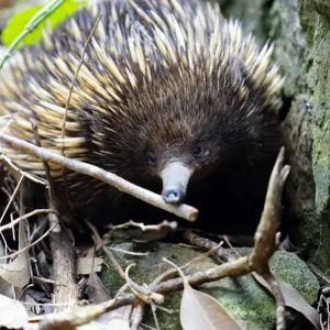 Echidna Echidna