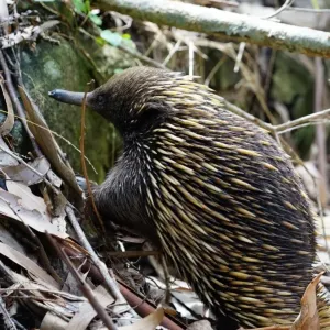 Echidna Echidna