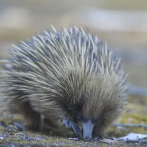 Echidna Echidna
