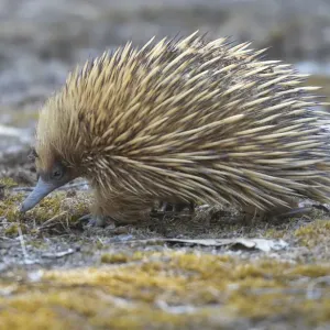 Echidna Echidna