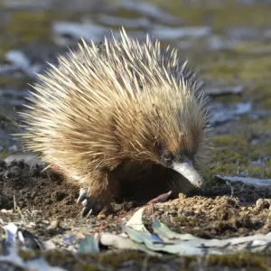 Echidna Echidna