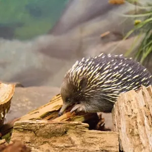 Echidna Echidna