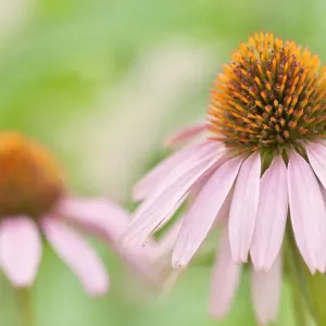 Echinacea Echinacea