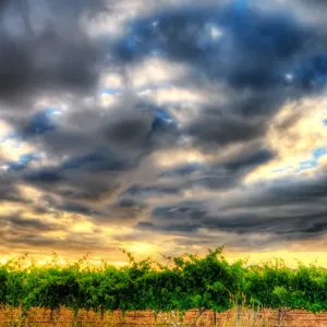 Effortless Vineyard Sky, Sunset Effortless Vineyard Sky, Sunset