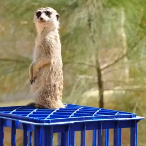 Meerkat Print - Curious Canberra Meerkat