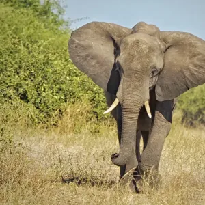 Elephant, Chobe National Park, Botswana Elephant, Chobe National Park, Botswana