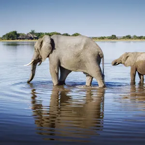 Elephant Print, Chobe National Park, Botswana
