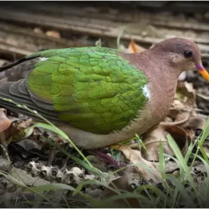 Emerald Dove, Lord Howe Island
