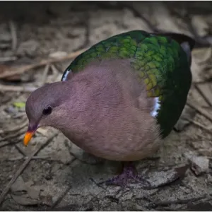 Emerald Dove, Lord Howe Island