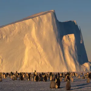 Emperor Penguins (Aptenodytes forsteri) near iceberg Emperor Penguins (Aptenodytes forsteri) near iceberg