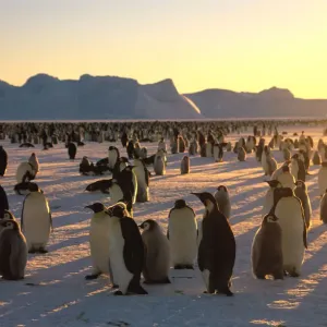 Emperors Penguins (Aptenodytes forsteri) and young on ice Emperors Penguins (Aptenodytes forsteri) and young on ice