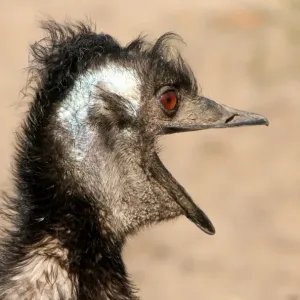Emu Print: Australian Emu in Vocal Display