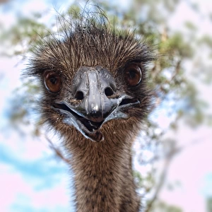 Emu, broken beak