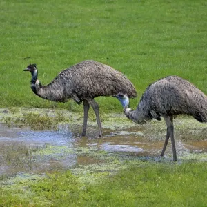 Emu Print: Two Adults at Water, South Australia