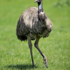 Birds Collection: Emu