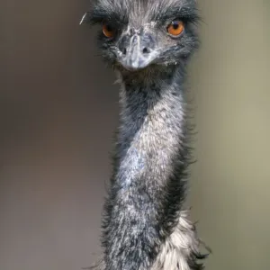 Emu / (Dromaius novaehollandiae)