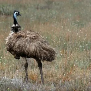 EMU EMU