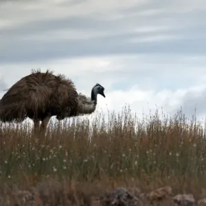 EMU EMU