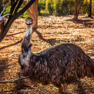 Emu Emu