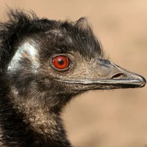 Emu Print in Profile Portrait
