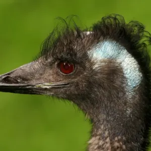Emu portrait Emu portrait