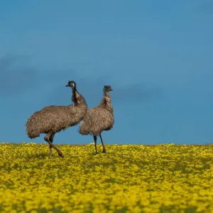 Emus in Canola Field Emus in Canola Field