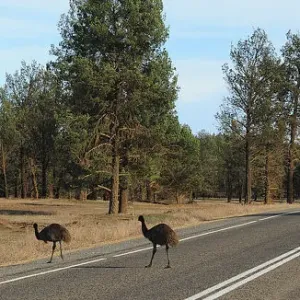 Emus crossing the road Emus crossing the road