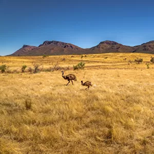 Emus in front of Wilpena Pound at Flinders Ranges, South Australia