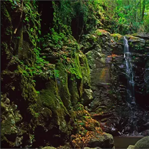 Enchanted falls, Mount Tamborine rainforest, Queensland, Australia