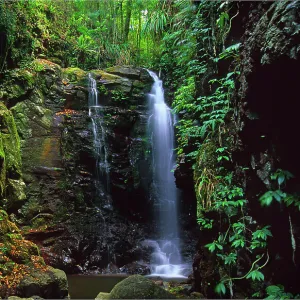 Enchanted falls, Mount Tamborine rainforest, Queensland, Australia