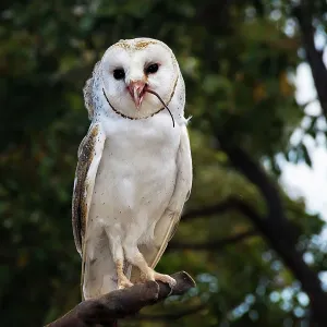 Birds Fine Art Print Collection: Owl