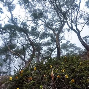 Eucalipt forest at Freycinet National Park, Tasmania