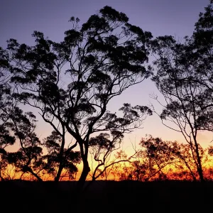 Eucalypt trees sunset