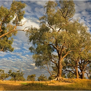 Eucalypts along the creek at Innamincka, South Australia