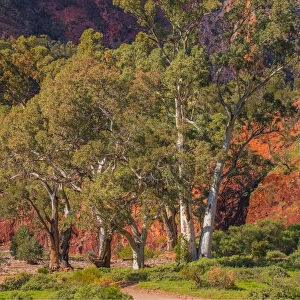 Eucalypts in the Parachilna gorge, southern Flinders Ranges South Australia